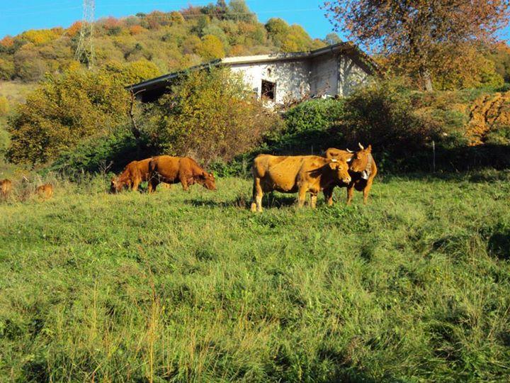 Agriturismo La Part Сан Дзено ди Монтаня Екстериор снимка